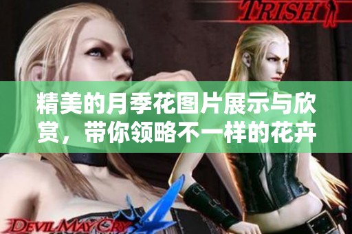 精美的月季花图片展示与欣赏，带你领略不一样的花卉魅力